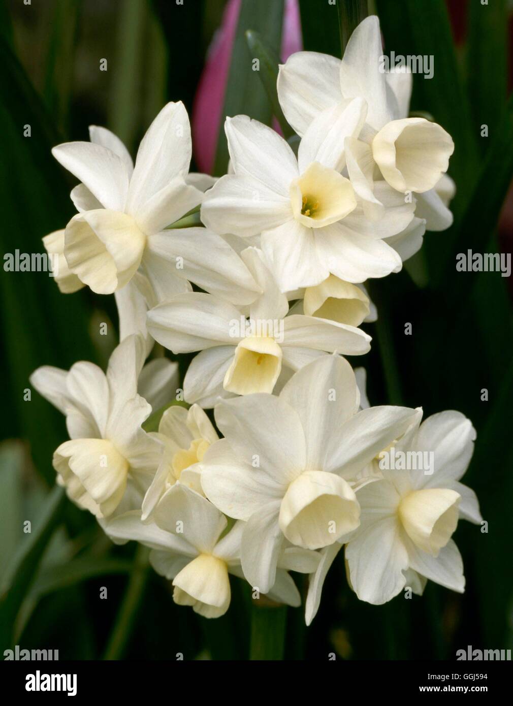 Narcissus - `Silver Chimes' (Triandrus)   BUL056112 Stock Photo